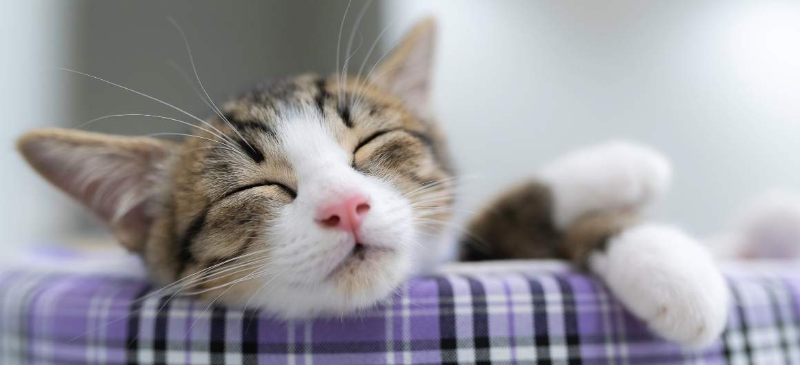 Quante ore dormono i gatti?