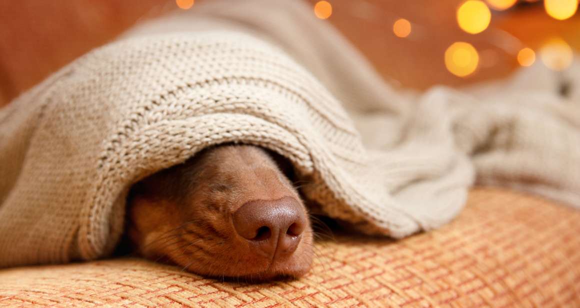 Capire il sonno REM nei cani rispetto agli esseri umani